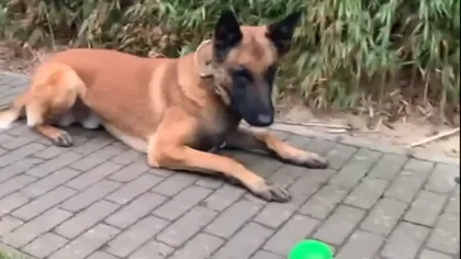 Cel mai bun câine din Belgia folosit pentru depistarea persoanelor infectate cu coronavirus, antrenat în România