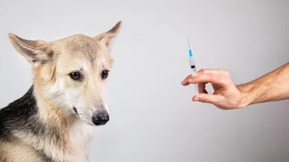 A fost înregistrat primul vaccin anti-Covid pentru animale, din lume. Subiecţii din teste au dezvoltat anticorpi în proporţie de 100%