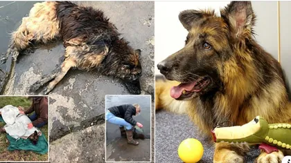 Povestea emoţionantă a ciobănescului Bella, câinele aruncat în râu de propriul stăpân FOTO şi VIDEO
