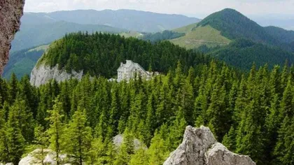 Gelu Puiu, secretar de stat în Ministerul Mediului: Suprafaţa terenurilor împădurite din România creşte de la an la an. În momentul de faţă, avem 7.037.607 hectare împădurite