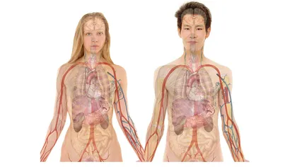 O nouă structură din corpul uman, descoperită din întâmplare de oamenii de ştiinţă. Contribuie la răspândirea cancerului