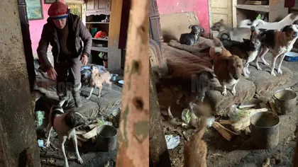 Imagini ÎNFIORĂTOARE din casa unei femei din Suceava. Trăia alături de 14 câini, trei pisici și cadavre de animale