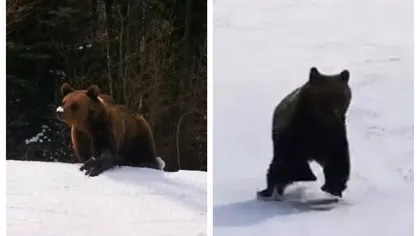 Încă un urs a băgat spaima în turiştii de pe pârtie. Alertă în Predeal