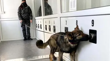 Premieră în România! Câinii dresați vor depista pacienții infectați cu COVID în aeroport
