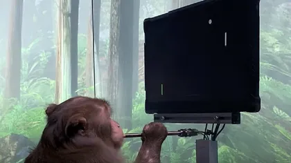 VIDEO: Elon Musk a făcut publice imaginile cu prima maimuță cu cip implantat în creier. Se poate juca pe calculator folosindu-şi doar mintea