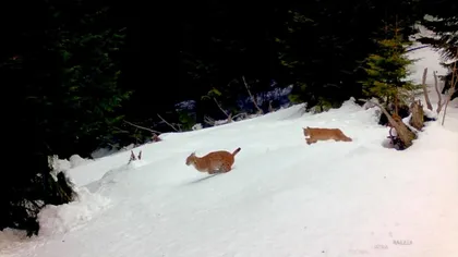 Imagini spectaculoase! Doi râși se hârjonesc în zăpadă, în Parcul Național Piatra Craiului VIDEO