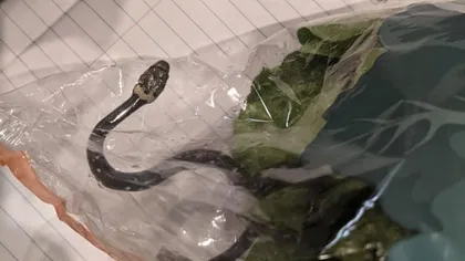 Șarpe veninos, găsit de doi tineri într-o pungă de salată cumpărată de la supermarket