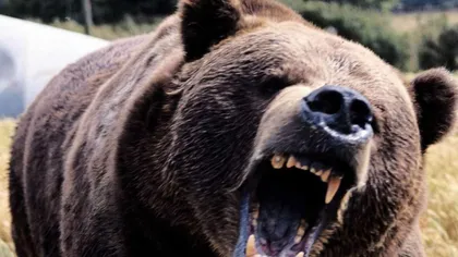 Sportiv sfâşiat de urs în Azuga. A murit în apropiere de pârtie