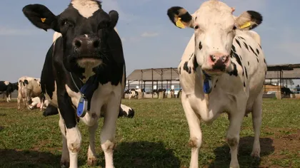 Prima ţară care vrea impozit pe emisiile de metan de la vaci şi oi. Măsura alarmează crescătorii de animale
