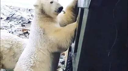 Urşi polari gunoieri  în Siberia. Imaginile fac înconjurul lumii VIDEO