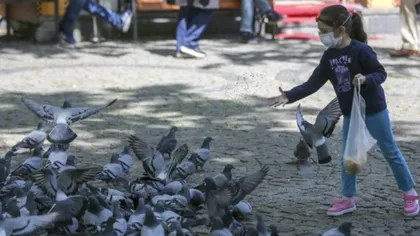 Hrănirea porumbeilor pe stradă, interzisă în Timişoara
