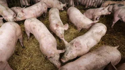 Sute de focare de pestă porcină africană în România. Semnalul de alarmă tras de ANSVSA