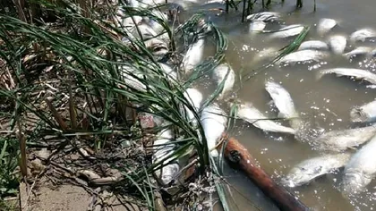Dezastru ecologic pe Lacul Cornu. Mii de peşti morţi plutesc pe luciul apei