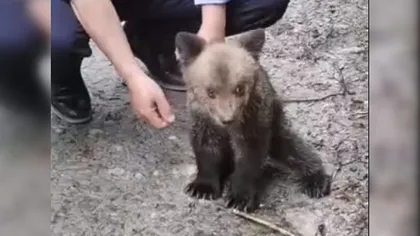 Pui de urs, găsit în Sibiu şi dus la grădina zoologică. Cum procedezi când găseşti un animal abandonat