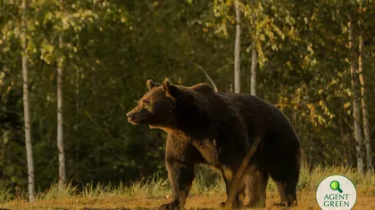Cel mai mare urs din România a fost ucis de un prinț din Austria! Primise derogare pentru eliminarea unei alte ursoaice