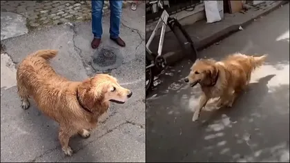 Imagini emoționante. Un câine a alergat disperat după ambulanța în care se afla stăpâna lui. Loialitatea fără limite a patrupedului VIDEO