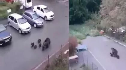Alertă în Bușteni! O ursoaică cu patru pui, surprinsă pe străzi în mijlocul zilei