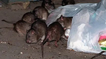 Un alt oraș din România se confruntă cu invazia de șobolani. Cetățenii roagă disperați autoritățile să ia măsuri!