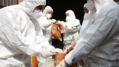 Îngrijorare maximă, gripa aviară a fost detectată la om. Este primul caz după mai bine de patru ani
