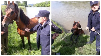 Intervenție impresionantă a pompierilor! Cal salvat din râul Mureș FOTO