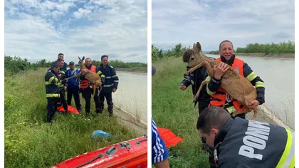 O căprioară care căzuse în canalul Bistriţa, salvată de pompieri. Operaţiune de salvare inedită