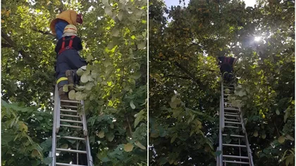 Un bărbat din Vaslui a chemat pompierii să îl dea jos din tei, după ce a rămas blocat la o înălţime de 12 metri