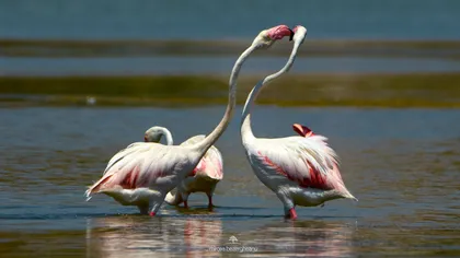 Păsările Flamingo nu au plecat din Delta Dunării. Noi imagini de poveste
