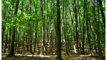 Înfiinţarea Gărzii Forestiere Naţionale, soluţia Guvernului pentru a combate tăierile ilegale de păduri