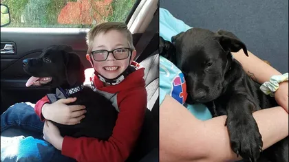 Gestul impresionant al unui băiețel de a-și salva câinele. 