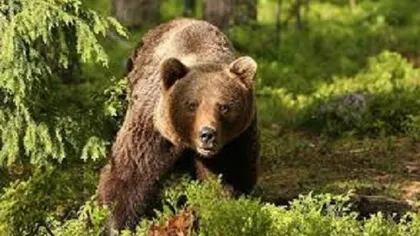 Alertă în Vrancea din cauza urşilor. Localnicii sunt disperaţi: 