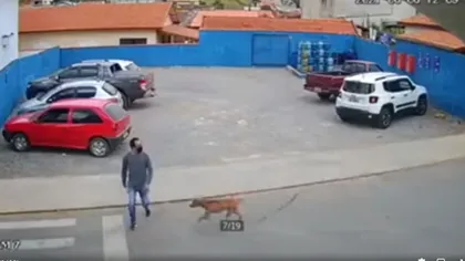 Bărbat lovit pe trecerea de pietoni de un câine care fugea după o mașină VIDEO