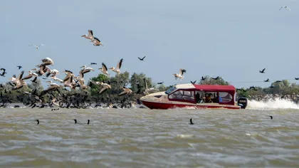 O barcă din Deltă a intrat cu viteză într-un stol de pelicani! Imaginile au făcut înconjurul internetului - VIDEO!