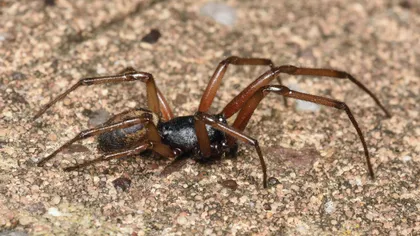 Steatoda nobilis, specia de păianjen care ia cu asalt Europa. Muşcătura sa poate avea efecte severe asupra organismului