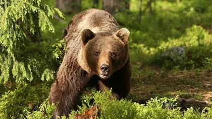 Un urs a fost văzut în Botoşani. A fost emis RO-ALERT. Ministrul Mediului cere împuşcarea sau sedarea animalelor periculoase în 24 de ore