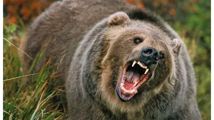 EXCLUSIV Ministrul Mediului, îngrijorat de atacurile urşilor în localităţi: În cinci ani a crescut numărul apelurilor la 112 de zece ori în unele judeţe