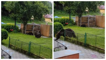 Pericol uriaș în Bușteni! O ursoaică cu pui se plimbă nestingherită pe la locurile de joacă