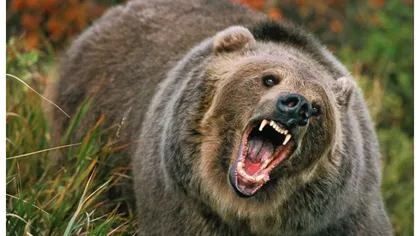 Un urs a băgat spaima în localnicii din Dâmboviţa: 