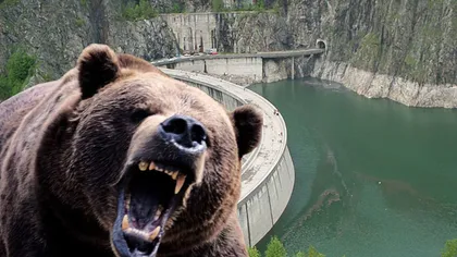 Bărbat atacat de urs în zona Barajului Vidraru din judeţul Argeş