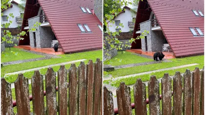 Un pui de urs din Sinaia a făcut senzaţie pe internet. Animalul a intrat în curtea unei case şi a început să îşi facă de cap - VIDEO