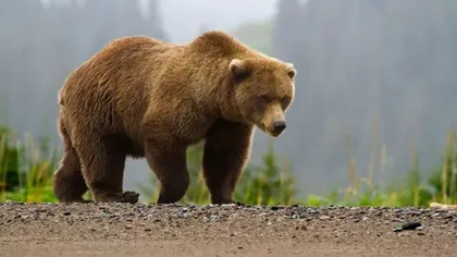 Alertă în Braşov. Un urs a fost surprins pe Drumul Poienii, unul dintre cele mai vechi trasee turistice