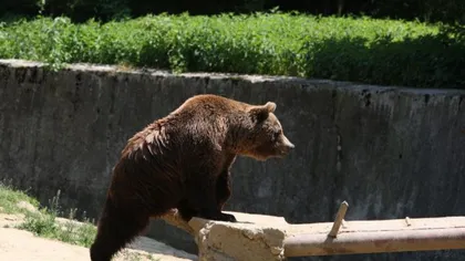 Tanczos Barna explică intervenţia în cazul urşilor din localităţi: 