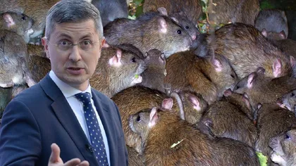 Dan Barna dă vina pe greaua moştenire pentru problema şobolanilor din Bucureşti. 