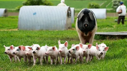 Creşterea porcinelor în exploataţii în aer liber ar putea fi interzisă
