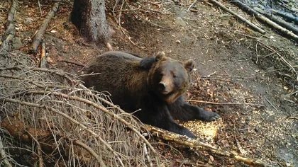 Caz grav de braconaj în Argeș! Un urs a fost găsit schingiuit într-o capcană plasată ilegal. Animalul a decedat
