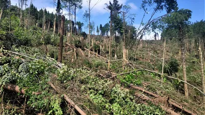 Un ciclon a doborât hectare de pădure la Suceava. Imagini şocante după vârtej