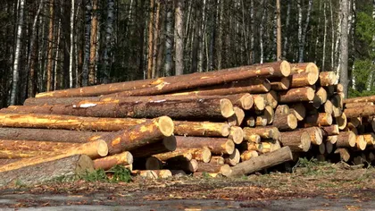 Percheziţii de amploare într-un dosar privind tăieri ilegale şi furt de arbori