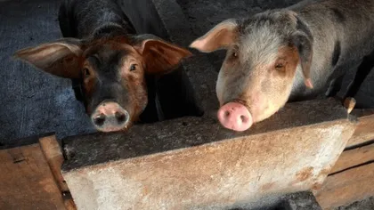 Pesta porcină africană a trecut de la animale sălbatice la cele domestice, în Germania. Primele cazuri au fost descoperite la două ferme