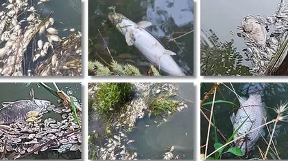 Mii de peşti morţi plutesc pe canalul Bega, în apropiere de Timişoara. Autorităţile dau vina pe caniculă şi recurg la o soluţie inedită