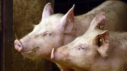 Noi reguli pentru creşterea porcilor din cauza focarelor de pestă porcină. Nu mai pot fi hrăniți cu resturi alimentare, iar la ei se intră doar cu încălțăminte dezinfectată