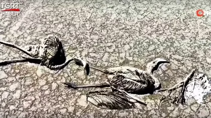 Dezastru în Turcia. Mii de pui de flamingo au fost găsiţi morţi într-un lac ale cărui ape au fost exploatate pentru lucrări de construcţie